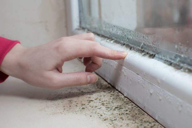Best Mold Odor Removal Services  in Welcome, NC