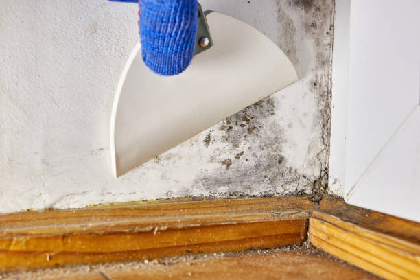 Welcome, NC Mold Removal Pros
